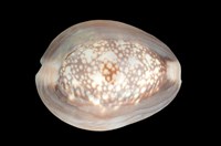 藏品(雪山寶螺)的圖片